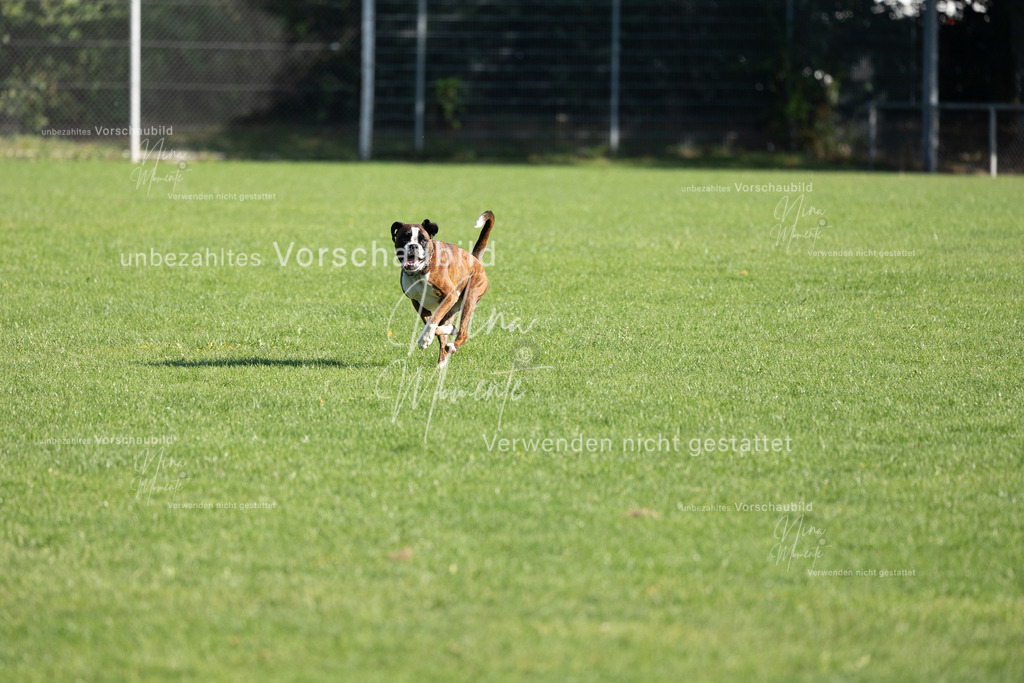_16A5067 | Einzigartige Fotos von Hunden & Menschen –Actionfotos, Portraits, Vereinsaufnahmen & Paarshootings – authentisch, lebendig & mit Herz.