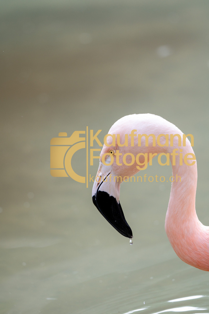 Jungle_Park_def-4486 | kaufmannfoto - Realisiert mit Pictrs.com