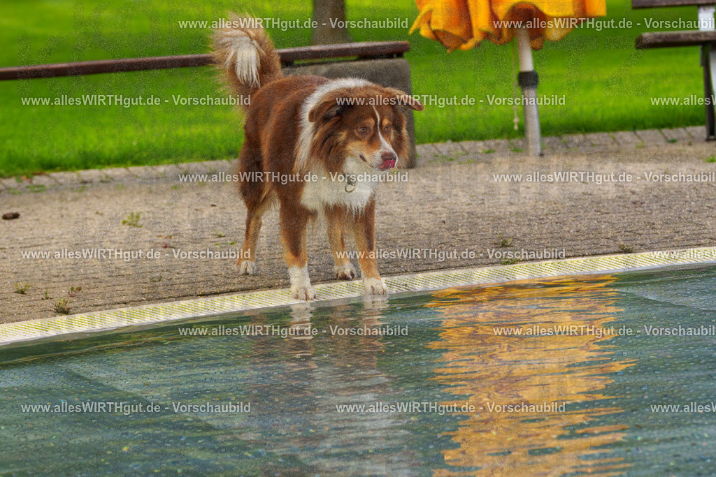 Hundeschwimmen_Grefrath_2026-allesWIRTHgut_Tierfotografie-09_24-FAY07556 | Professionelle Tierfotografie in Mönchengladbach von Daniel Wirth (allesWIRTHgut). Liebevolle & natürliche Bilder von Hunden & Katzen für unvergessliche Erinnerungen.