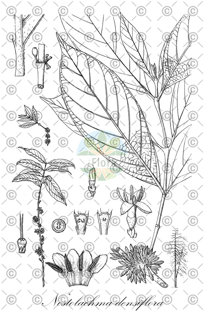 HistAbb_wfo-0000816600_1_ENZY_Simple | Historische Abbildung von Nostolachma densiflora - Rubiaceae | Historical Illustration of Nostolachma densiflora - Rubiaceae