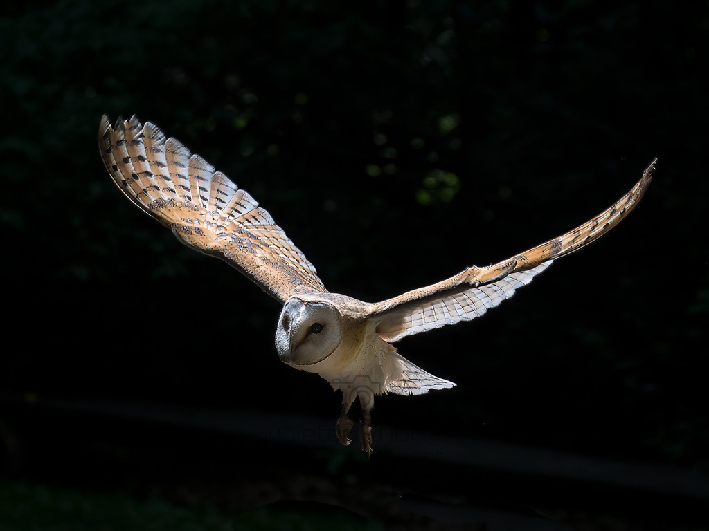 P1011052-Bearbeitet-2017-Bearbeitet-2017-LR | Natur im Moment - Realisiert mit Pictrs.com