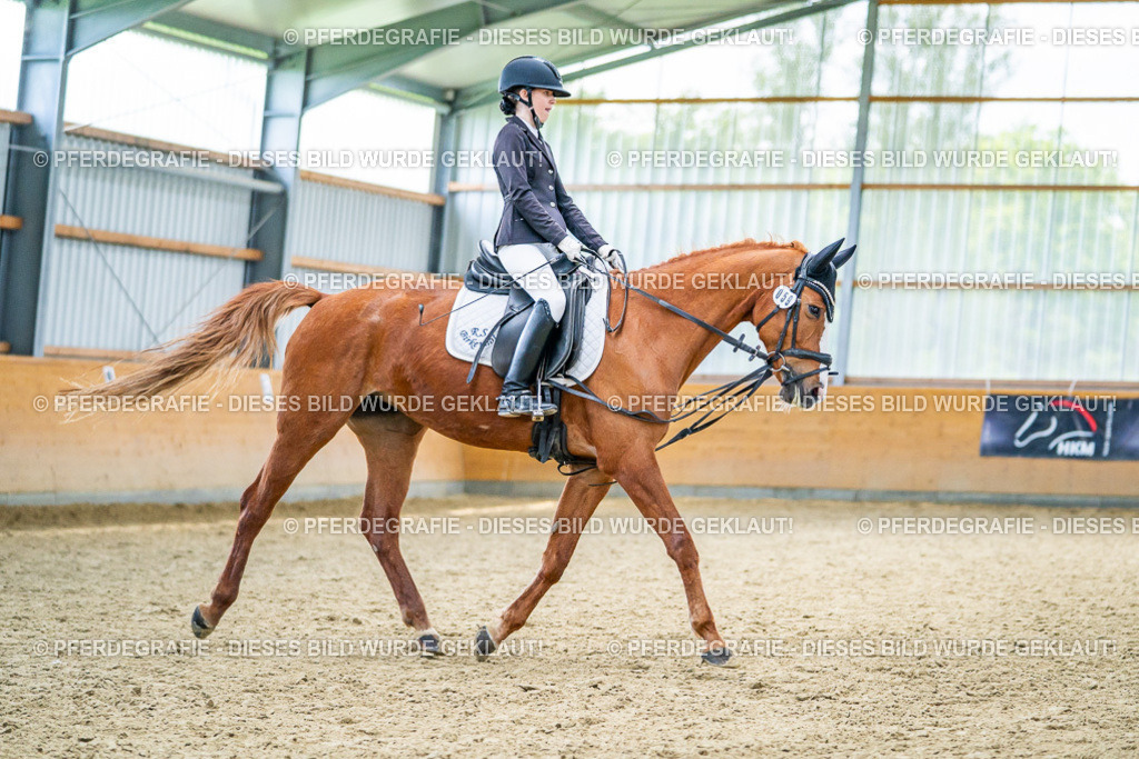 DSC04260 | Pferdegrafie