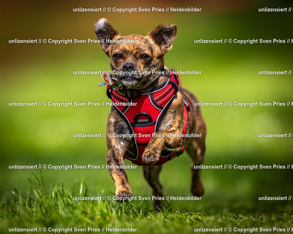 Sven Pries | 2025-04-13 - Hunderennen Baden-Baden - Realisiert mit Pictrs.com