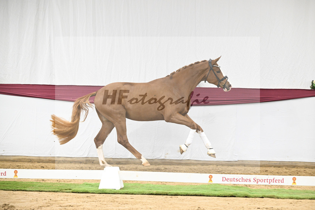 Kat-Nr. 118 Damaschino I x Mochito_Josef Zunterer_47253842 | hf-fotografie - Realisiert mit Pictrs.com