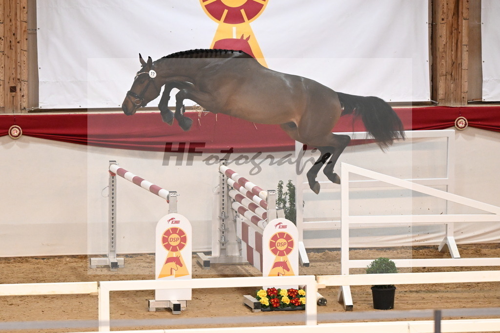 Kat.-Nr. 17 v. Denzel van het Meulenhof_Laue_3261675 | hf-fotografie - Realisiert mit Pictrs.com