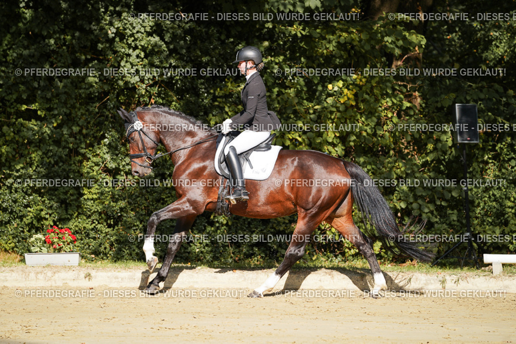 DSC08056 | Pferdegrafie