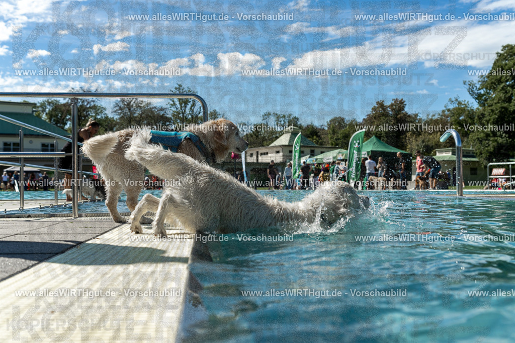 Hundeschwimmen_Volksbad_2026-allesWIRTHgut_Tierfotografie-2609061303-121356-7R500448 | Professionelle Tierfotografie in Mönchengladbach von Daniel Wirth (allesWIRTHgut). Liebevolle & natürliche Bilder von Hunden & Katzen für unvergessliche Erinnerungen.