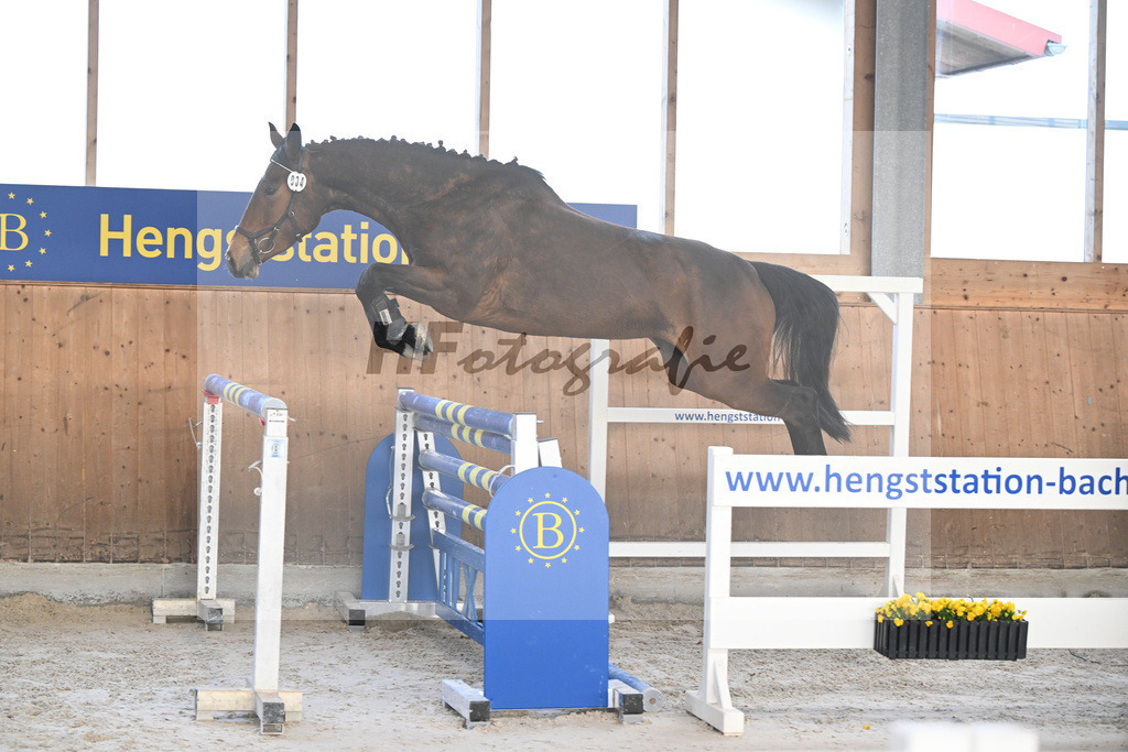 Kat-Nr. 34 Contessa v. Cullinan du Borget B_Pollnow_14260954 | hf-fotografie - Realisiert mit Pictrs.com