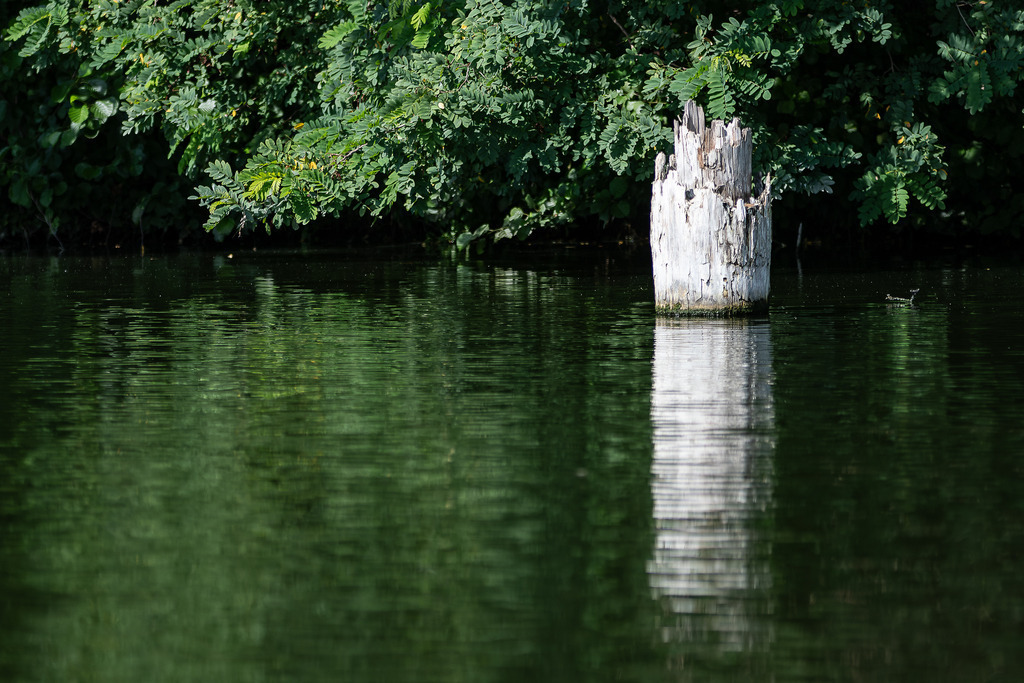 Es war zweimal | abgerochener Festmachpfosten aus Holz in der Havel - Realisiert mit Pictrs.com