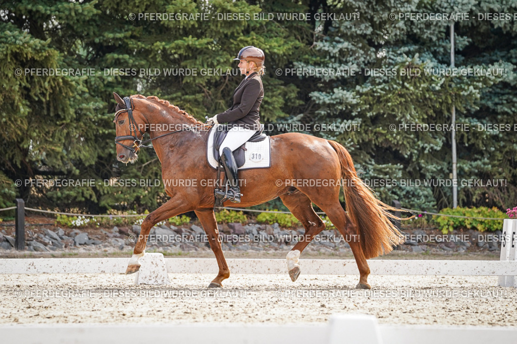 DSC07259 | Pferdegrafie