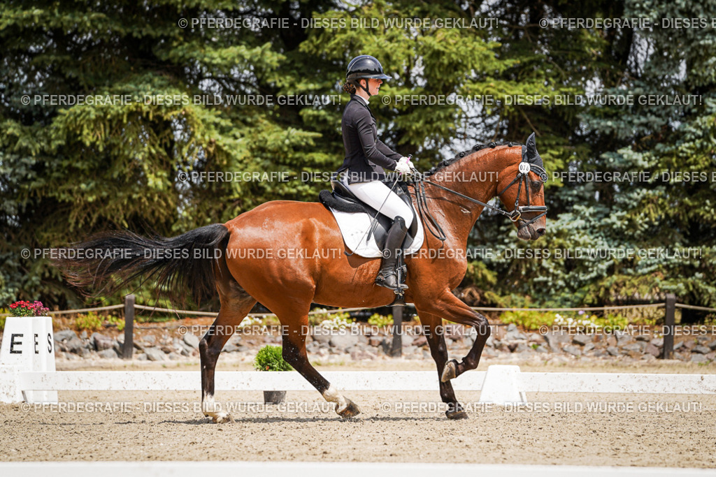 DSC02458 | Pferdegrafie