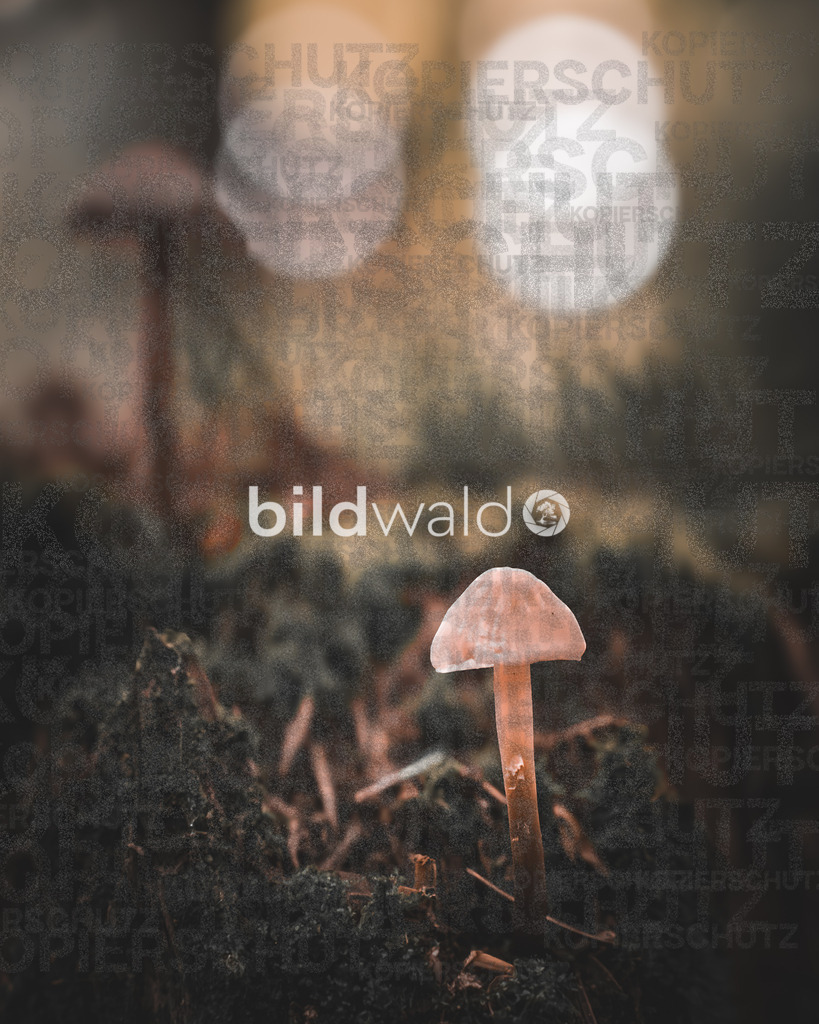 wald forrest trees nature bildwald (59 von 73) | BILDWALD - eine Auswahl an Bildern von Thomas Perrotton zum bestellen und genießen. Alle Bilder von Thomas Perrotton - Alle Bilder mit einer SONY Kamera gemacht - SONY TAMRON SIGMA PHOTOSHOP LIGHTROOM BILDWALD Online kaufen Bilderwald Wandbilder - Realisiert mit Pictrs.com