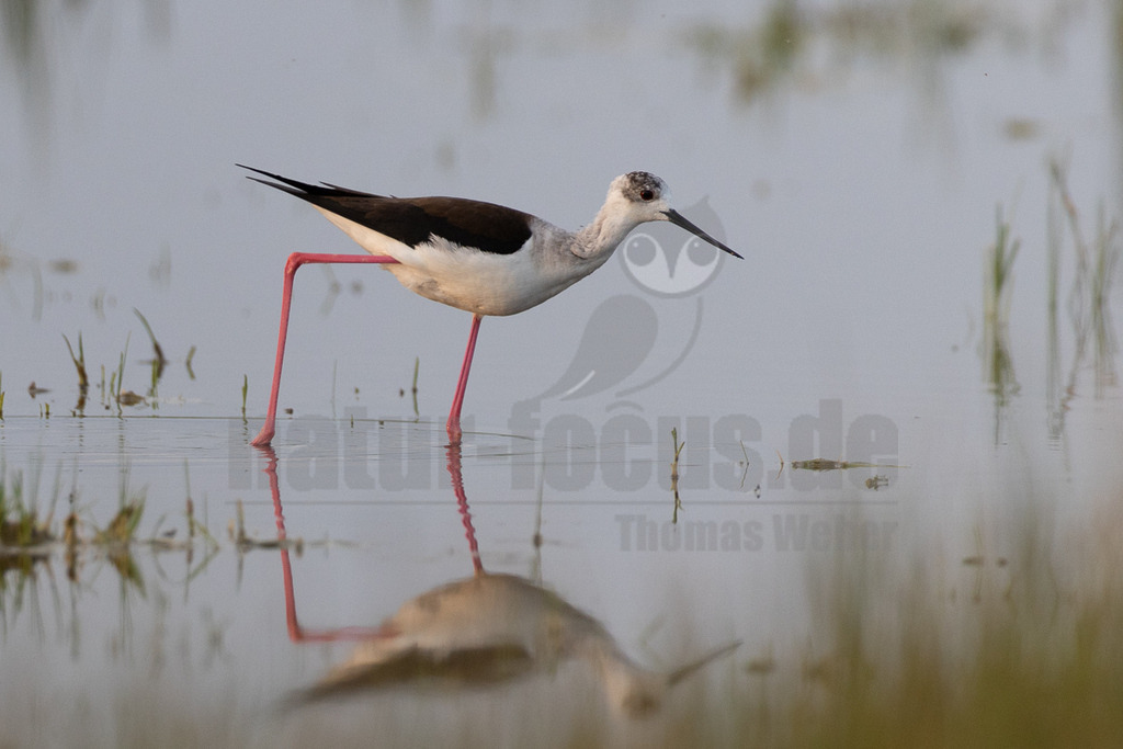 R7NF2487_20240510 | Ein Blick auf den Stelzenläufer genügt, um zu wissen, woher er seinen Namen hat: Seine extrem langen, auffällig roten und dünnen Beine hinterlassen wirklich den Eindruck, als würde dieser Watvogel auf Stelzen laufen. Die langen Beine erlauben ihm, auch im tieferen Wasser nach Nahrung zu suchen. Seine Brutgebiete befinden sich eher im Süden Europas, jedoch gibt es zunehmend immer mal auch im Norden erfolgreiche Bruten. - Realisiert mit Pictrs.com