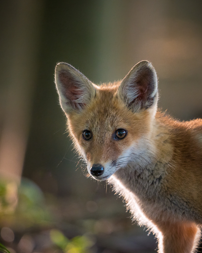 DSC_1908-Bearbeitet | Ich bin Fotograf aus Neuburg an der Donau und spezialisiere mich auf Wildlife-Fotografie, Landschaftsaufnahmen und Portraits.Ob Hochzeit, Familienbilder oder Naturaufnahmen – ich fange echte Momente ein, die bleiben. 