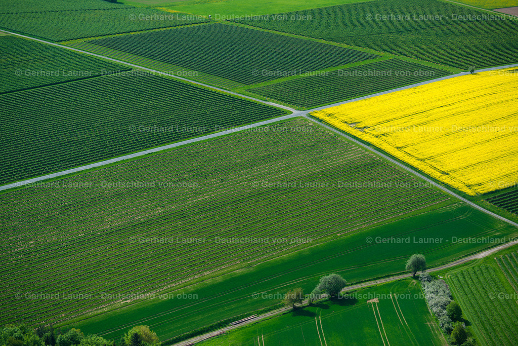 3500378 | Feld-Rapsstrukturen bei Mainbullau