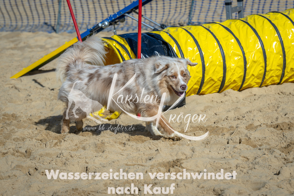 1219_ZZ92850-2 | kk-dogfotos