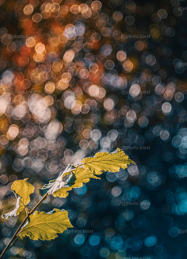 Herbstankunft | Ein Bubblebad kündigt den Herbst an. - Realisiert mit Pictrs.com