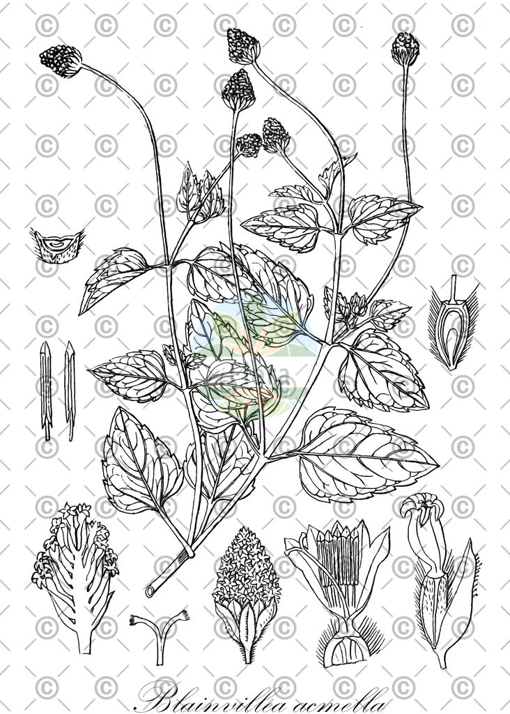 HistAbb_wfo-0000066495_3_ENZY_Simple | Historische Abbildung von Blainvillea acmella - Asteraceae | Historical Illustration of Blainvillea acmella - Asteraceae