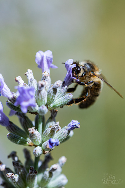 IMG_3866 | Shop von Iris Steger Photography, Landschaft, Reisen, Details und Städte.