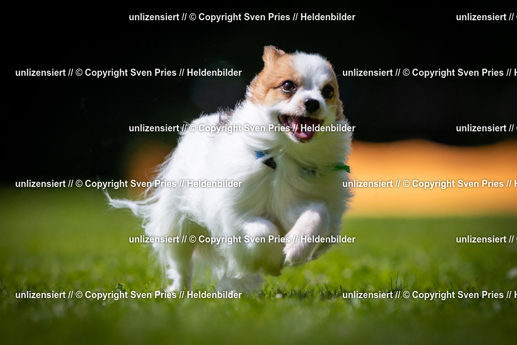 Sven Pries | 2025-08-10 - Hunderennen Durlach - Realisiert mit Pictrs.com