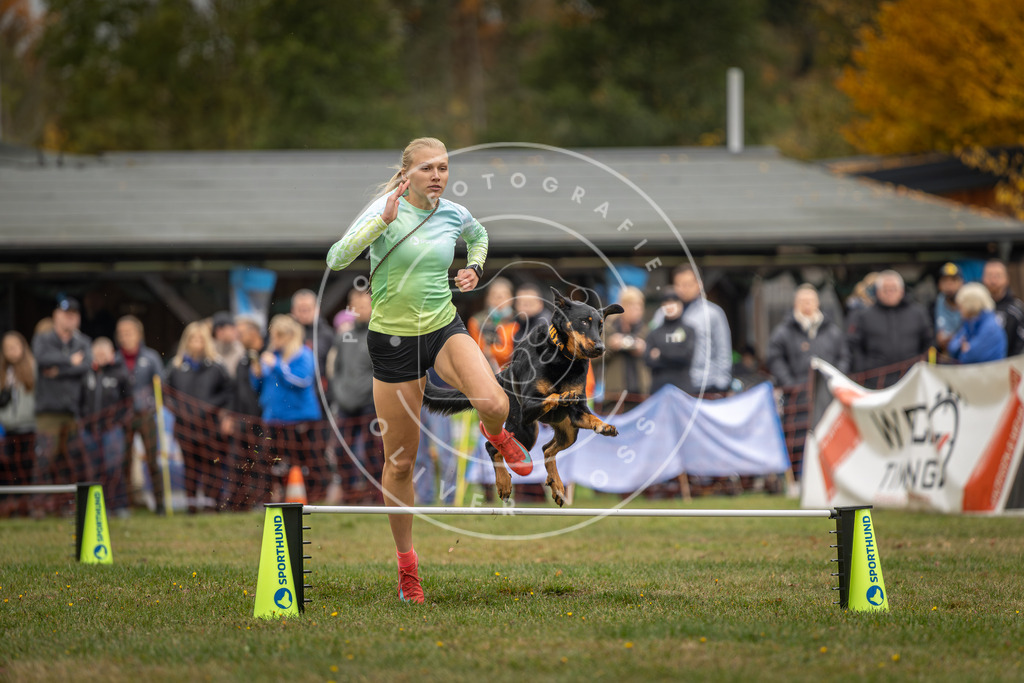 Pfotenfotografie_DV3A3293 | Hundefotografie, Tierfotograf, Pfotenfotografie, Fotoshooting Hund, Hunde Portrait, Hundesport, Hundeportraits, Heideshooting, Hunde, Sportfotograf, Hundefotograf, Turnierhundsport, THS,  - Realisiert mit Pictrs.com