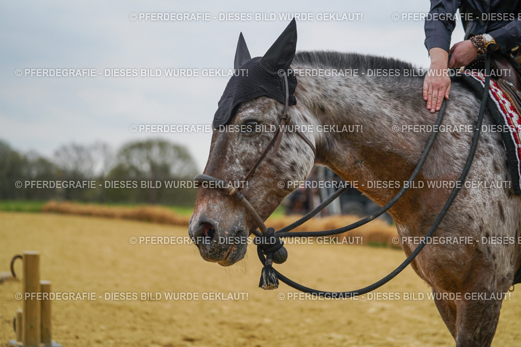 DSC07658 | Pferdegrafie