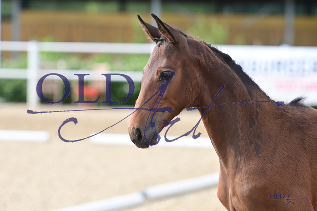 301 DE418180378123 FRE Chacco_s Son - Diarado - Contender_DSC_5647 Kopie | <meta name="description" content="★Offizieller Merchandise und Foto-/Videostore des Oldenburger Verbandes.★ ✅Jetzt auch digital Ausdrucke erhältlich." />
<meta name="keywords" content="Merchandise Foto-/Videostore Oldenburger Verband Photographie 