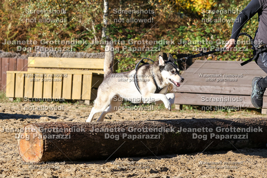 Dog Paparazzi - Strongdog 10-25-1919 | Dog Paparazzi Jeanette Grottendiek Fotografie & Videografie