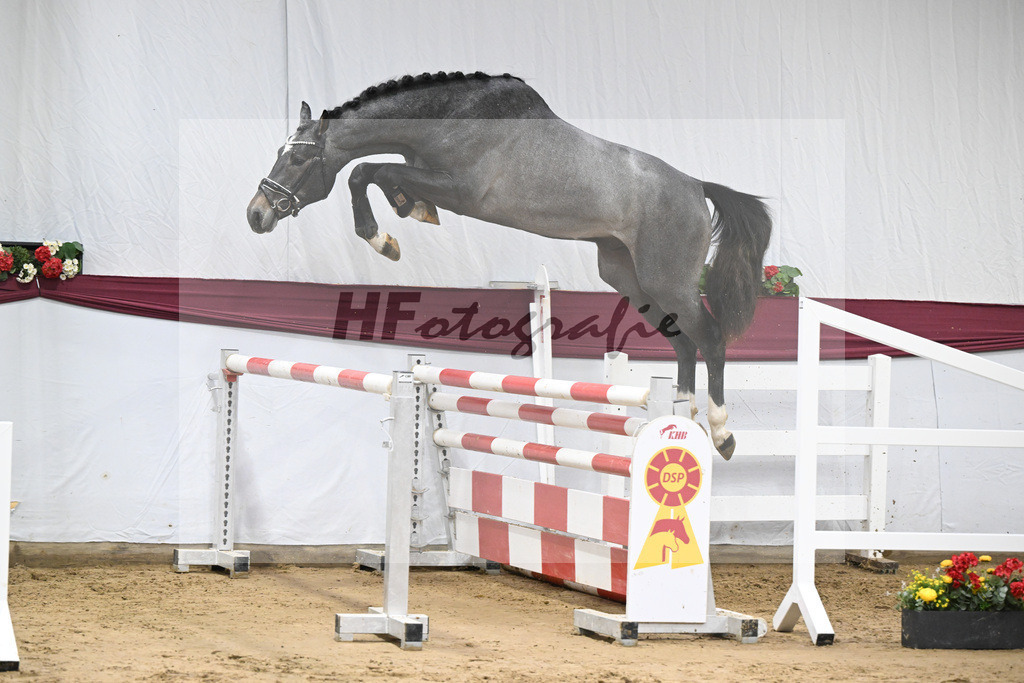 Kat-Nr. 95 Rob Roy vd Bisschop x Zambesi_Schulze Averdiek Sportpferde und Aufzucht GbR_47253102 | hf-fotografie - Realisiert mit Pictrs.com