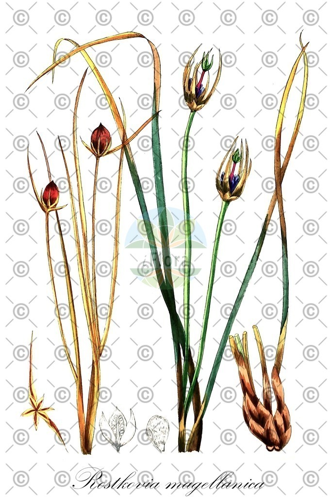 HistAbb_wfo-0001201523_1_ENZY_Simple | Historische Abbildung von Rostkovia magellanica - Juncaceae | Historical Illustration of Rostkovia magellanica - Juncaceae