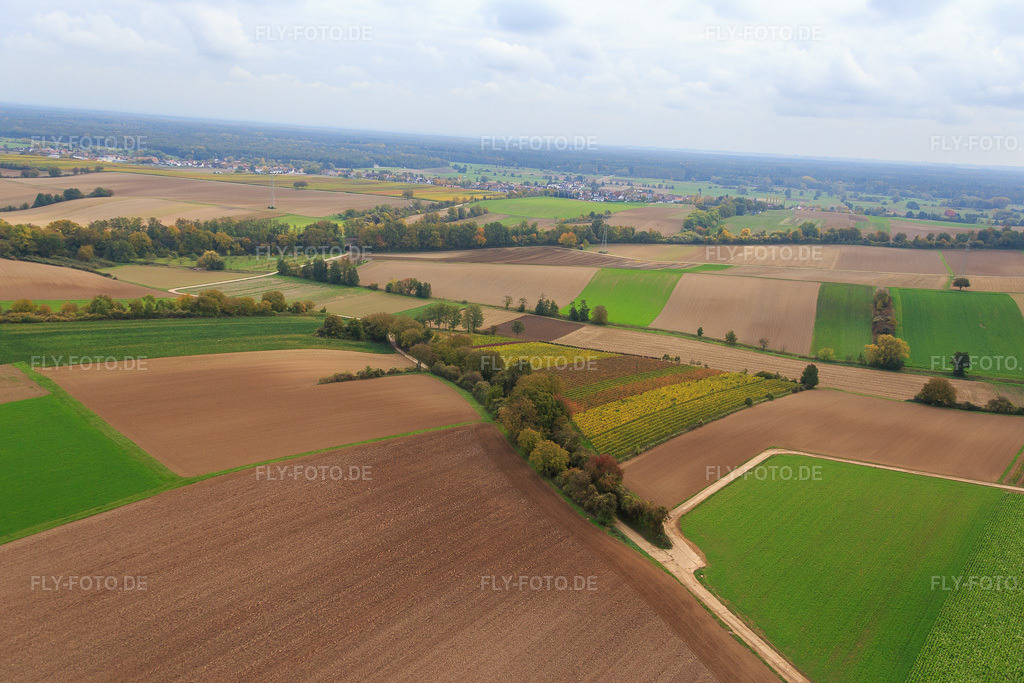 Luftbild: Weinberge am Fassbrunnen in Freckenfeld im Bundesland Rheinland-Pfalz in Deutschland. Foto: IMG_084572.jpg vom 23.10.2015 durch Werner Riehm/FLY-FOTO.de