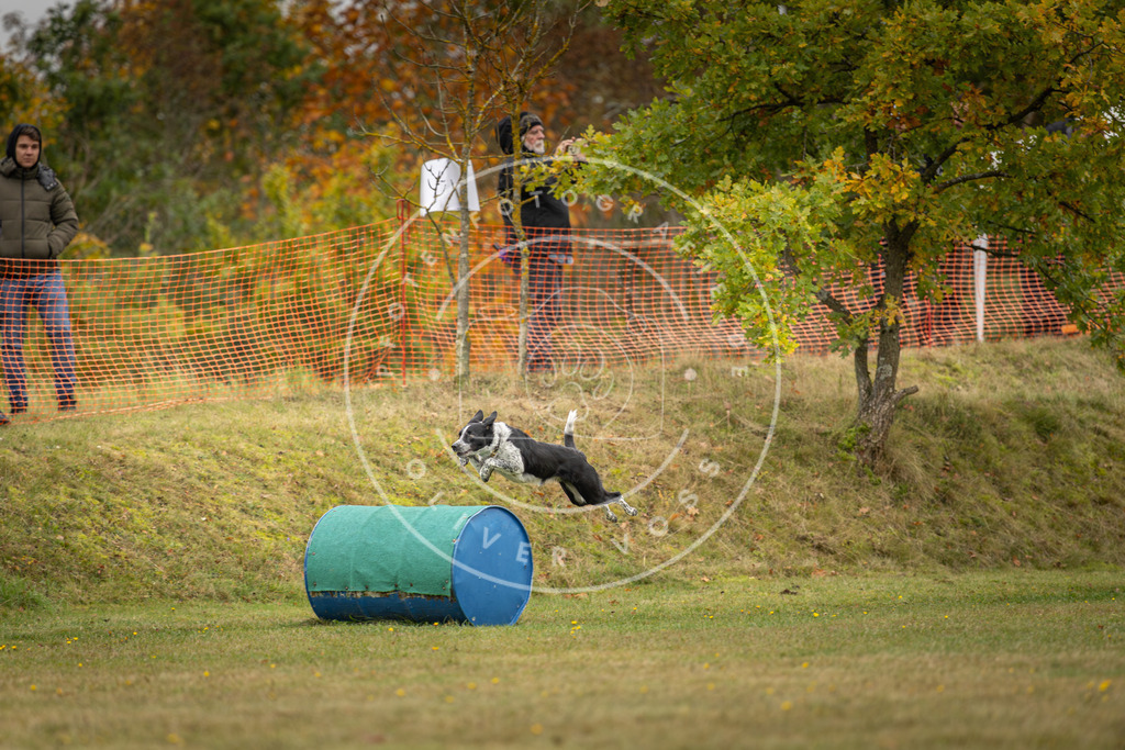 Pfotenfotografie_DV3A4374 | Hundefotografie, Tierfotograf, Pfotenfotografie, Fotoshooting Hund, Hunde Portrait, Hundesport, Hundeportraits, Heideshooting, Hunde, Sportfotograf, Hundefotograf, Turnierhundsport, THS,  - Realisiert mit Pictrs.com