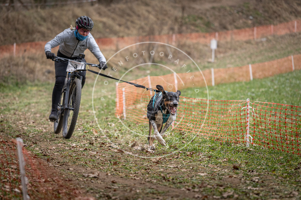 Pfotenfotografie_DV3A6221 | Hundefotografie, Tierfotograf, Pfotenfotografie, Fotoshooting Hund, Hunde Portrait, Hundesport, Hundeportraits, Heideshooting, Hunde, Sportfotograf, Hundefotograf, Turnierhundsport, THS,  - Realisiert mit Pictrs.com