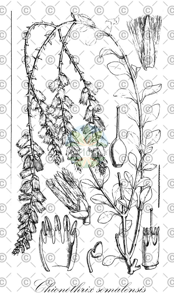 HistAbb_wfo-0000602317_1_ENZY_Simple | Historische Abbildung von Chionothrix somalensis - Amaranthaceae | Historical Illustration of Chionothrix somalensis - Amaranthaceae