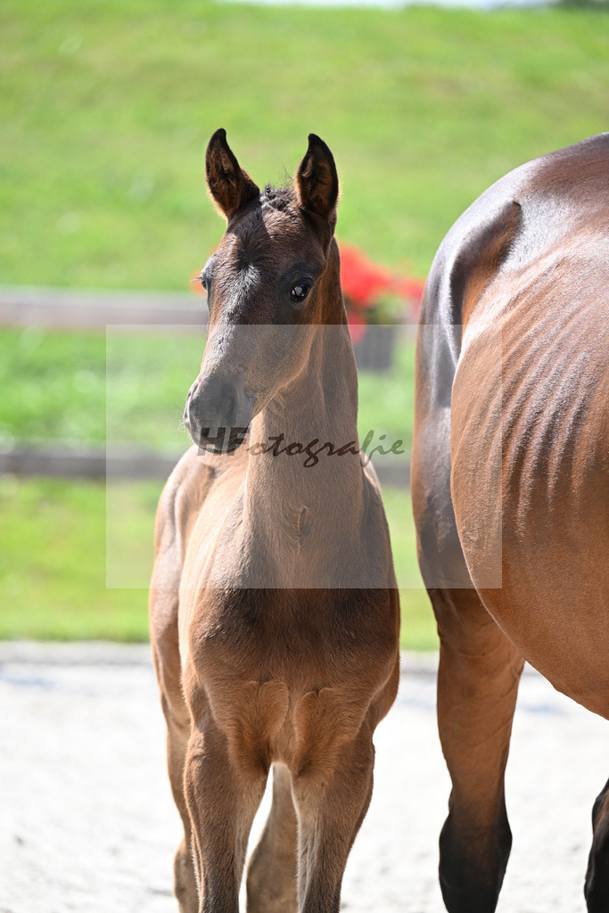 Kat-Nr. 43 Va Bene x De Niro_HF_Sommer_15251093 | hf-fotografie - Realisiert mit Pictrs.com