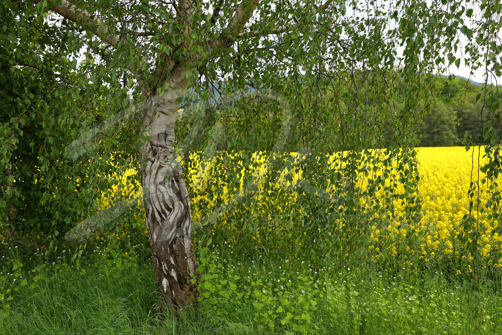NATUREART Bodypainting RAPSBIRKEN  (Bodypaintmodell: Anastasia / Projektfotograf: A. Meier) | Im Rahmen seines Bodypainting-Kunstprojektes NATURE ART styled der Bodyart-Künstler Jörg Düsterwald sein Fotomodell Anastasia so mit Körperfarbe, dass sie mit der Birkenbaum-Kulisse verschmilzt, Mensch und Natur ineinander übergehen. Fotograf Andreas Meier hält die Performance an einem Rapsfeld bei Behrensen/Coppenbrügge fotografisch fest. 02.Mai 2025 - Realisiert mit Pictrs.com