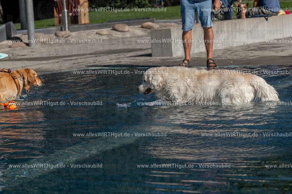 Hundeschwimmen_Volksbad_2026-allesWIRTHgut_Tierfotografie-2609061057-FAY06055 | Professionelle Tierfotografie in Mönchengladbach von Daniel Wirth (allesWIRTHgut). Liebevolle & natürliche Bilder von Hunden & Katzen für unvergessliche Erinnerungen.