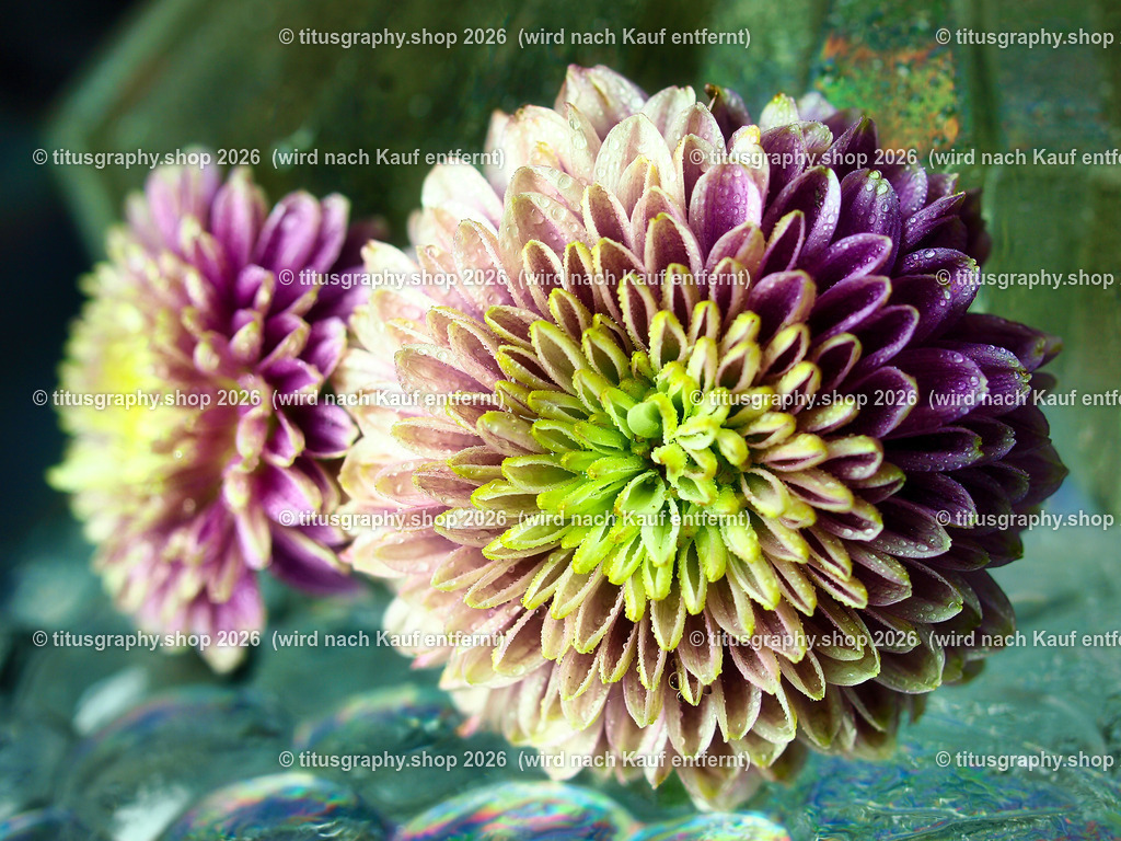 titusgraphy_P7149067-vz-nl-2 | titusgraphy-shop: Geschenkideen mit Qualitätsfotos. titusgraphy-shop: gift ideas with quality photos. titusgraphy-shop: idées cadeaux avec photos de qualité.  - Realisiert mit Pictrs.com