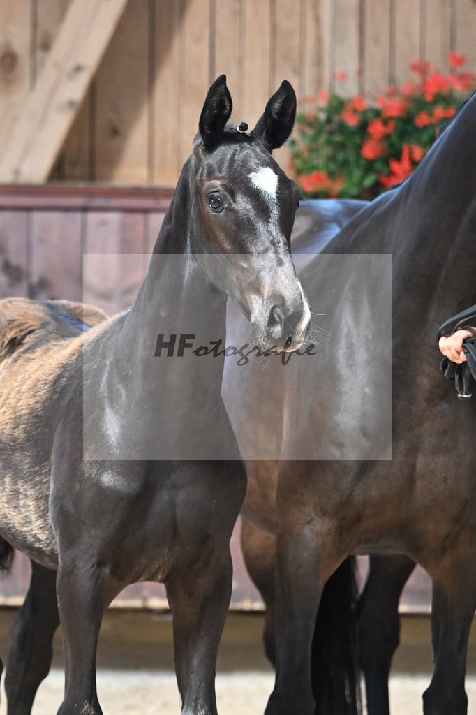 Kat-Nr. 28 Feliciano x San Amour I_HF_Niedermair_25250422 | hf-fotografie - Realizzato con Pictrs.com