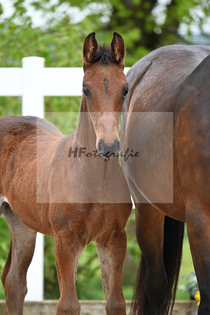 Kat-Nr. 43 HF Chacco Blue x Quo Vadios I_Schoenherr_23261514 | hf-fotografie - Realisiert mit Pictrs.com