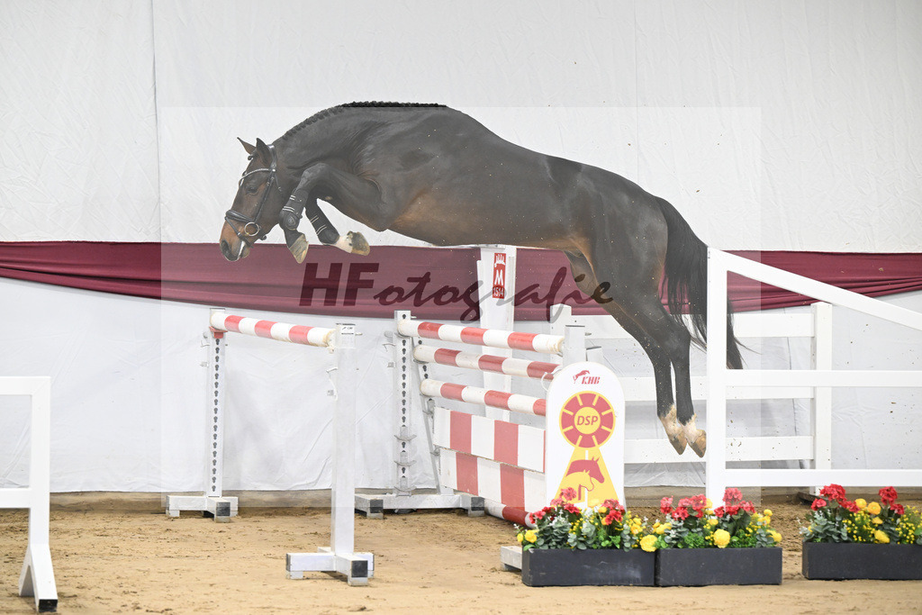 Kat-Nr. 7 Chacoon Blue x Elvis ter Putte_Hansjoerg Harscher_47250109 | hf-fotografie - Realisiert mit Pictrs.com