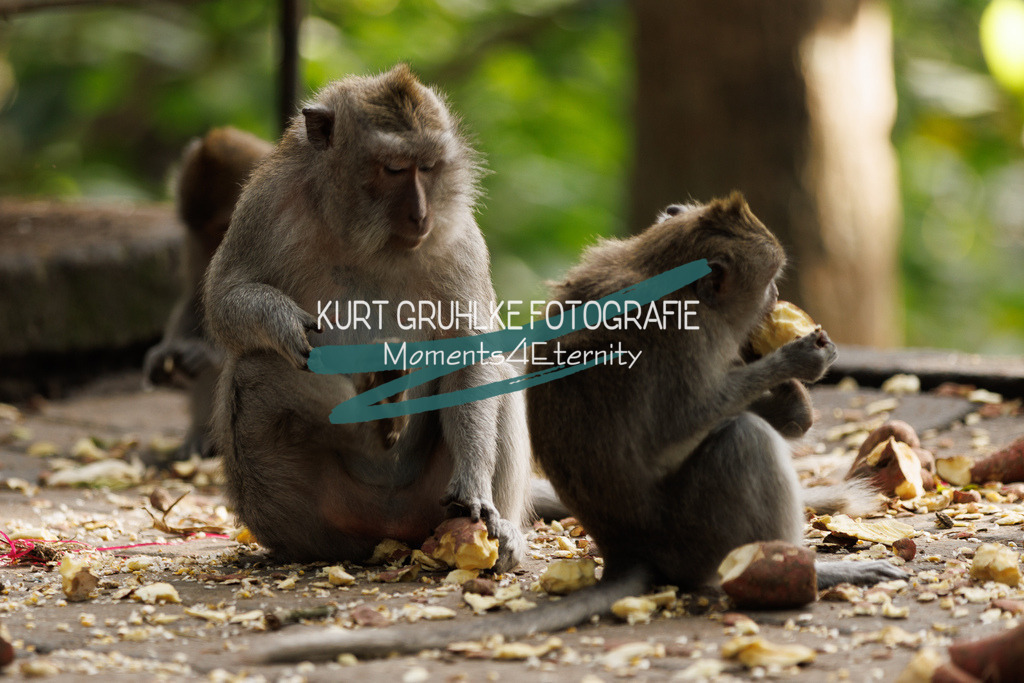 230718-0251 | onlinegalerie und Fotoshop Kurt Gruhlke Fotograf Berlin
Hochzeitsfotograf Eventfotograf Portraitfotografie
 - Realisiert mit Pictrs.com