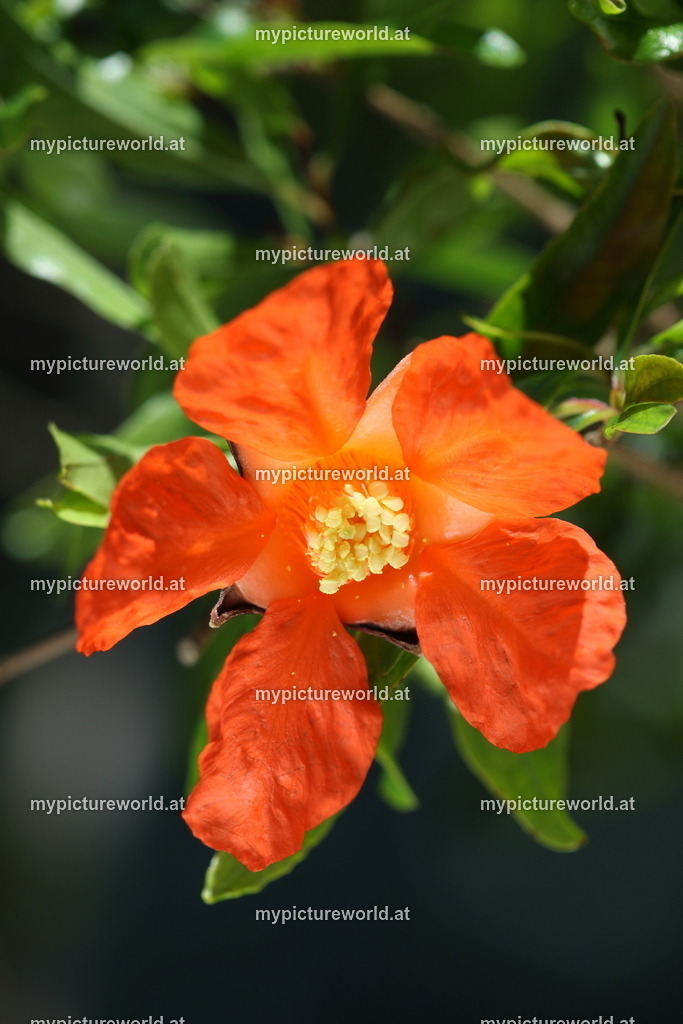 Granatapfel-003 | Das Bilderarchiv über Tiere, Planzen und Landschaften. In der Bilddatenbank finden Sie ein große Auswahl an hochwertigen Bilder für Ihre Werbung - Realisiert mit Pictrs.com