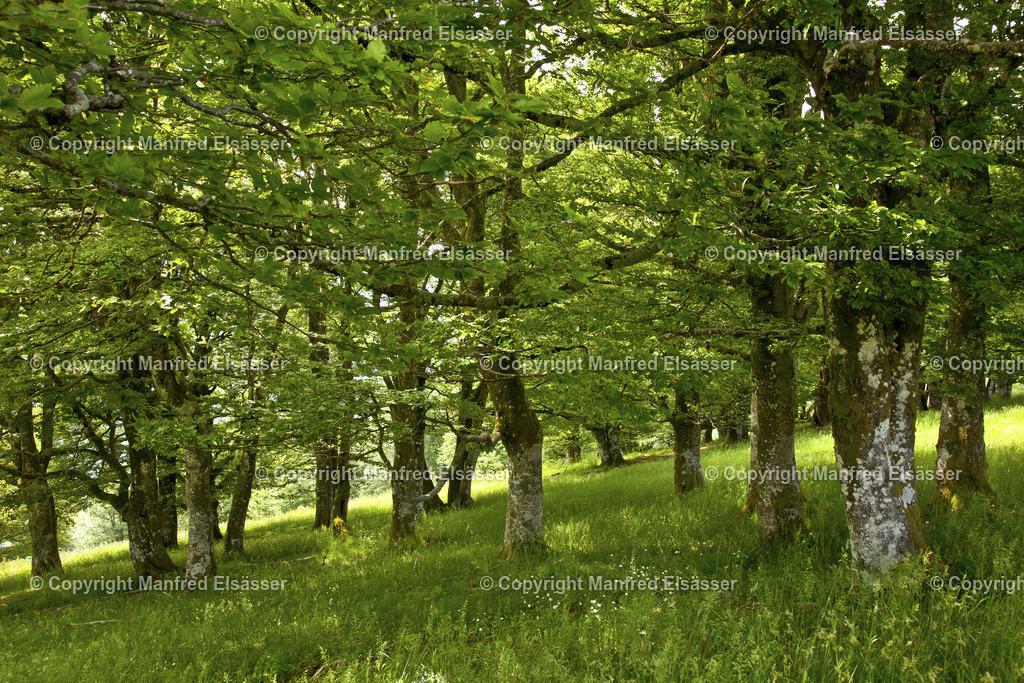 WB-039 | Sommergrüner Laubwald mit Wiesengrund - Realisiert mit Pictrs.com