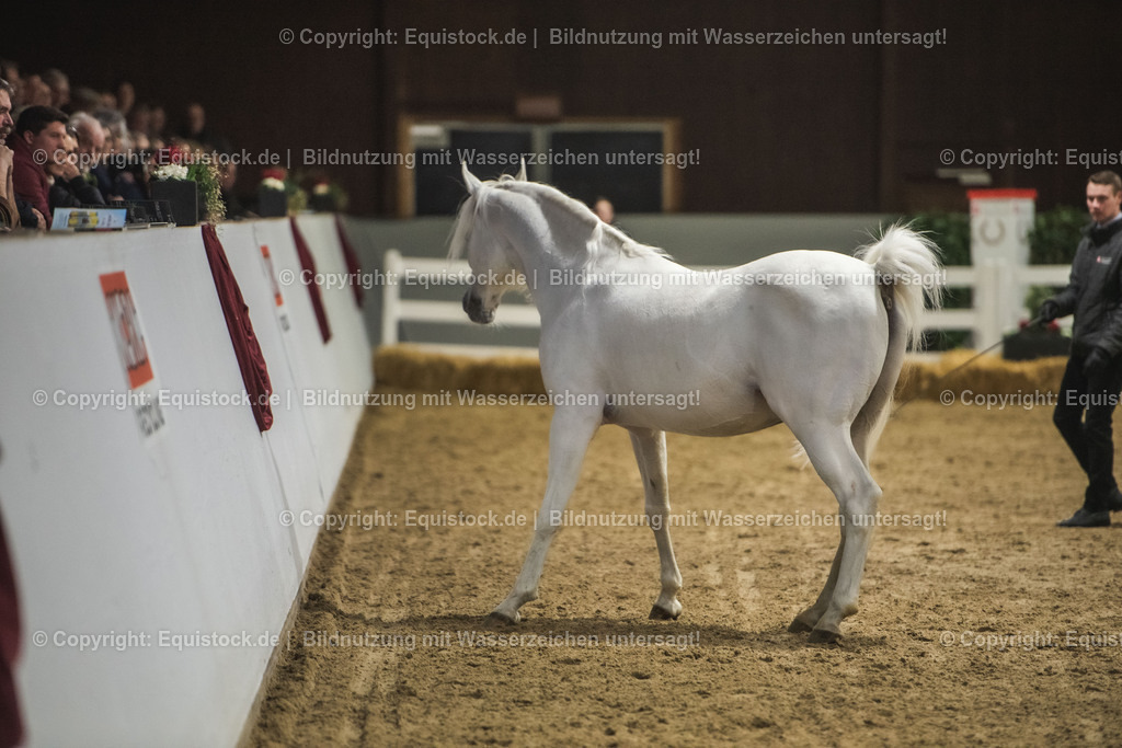 20240302_Hengstvorstellung_Marbach_TOMsPiC_1177 | equistock