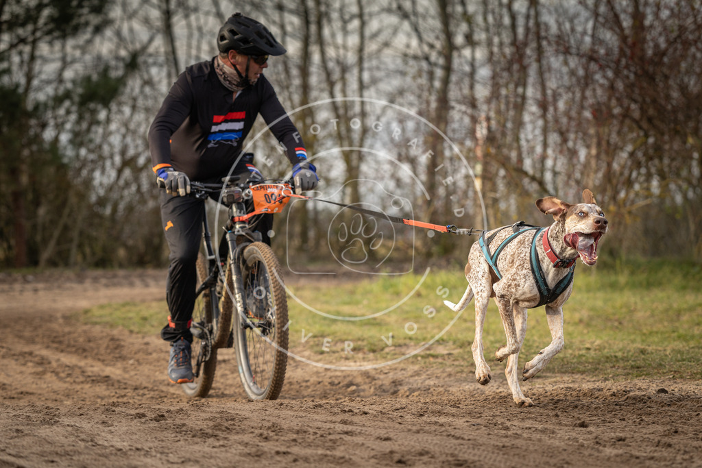 Pfotenfotografie_DV3A8332 | Hundefotografie, Tierfotograf, Pfotenfotografie, Fotoshooting Hund, Hunde Portrait, Hundesport, Hundeportraits, Heideshooting, Hunde, Sportfotograf, Hundefotograf, Turnierhundsport, THS,  - Realisiert mit Pictrs.com