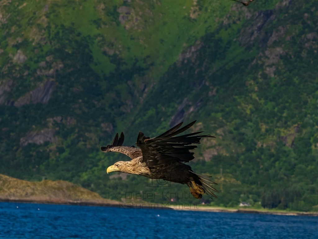 P1001608-LR-topaz-enhance | Natur im Moment - Realisiert mit Pictrs.com