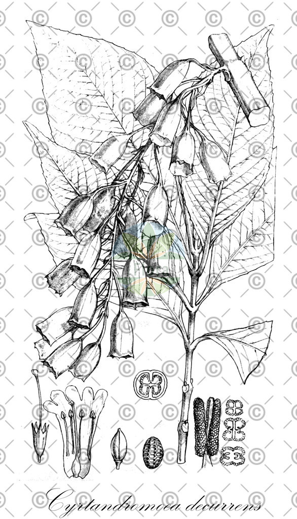 HistAbb_wfo-0000636202_1_ENZY_Simple | Historische Abbildung von Cyrtandromoea decurrens - Phrymaceae | Historical Illustration of Cyrtandromoea decurrens - Phrymaceae