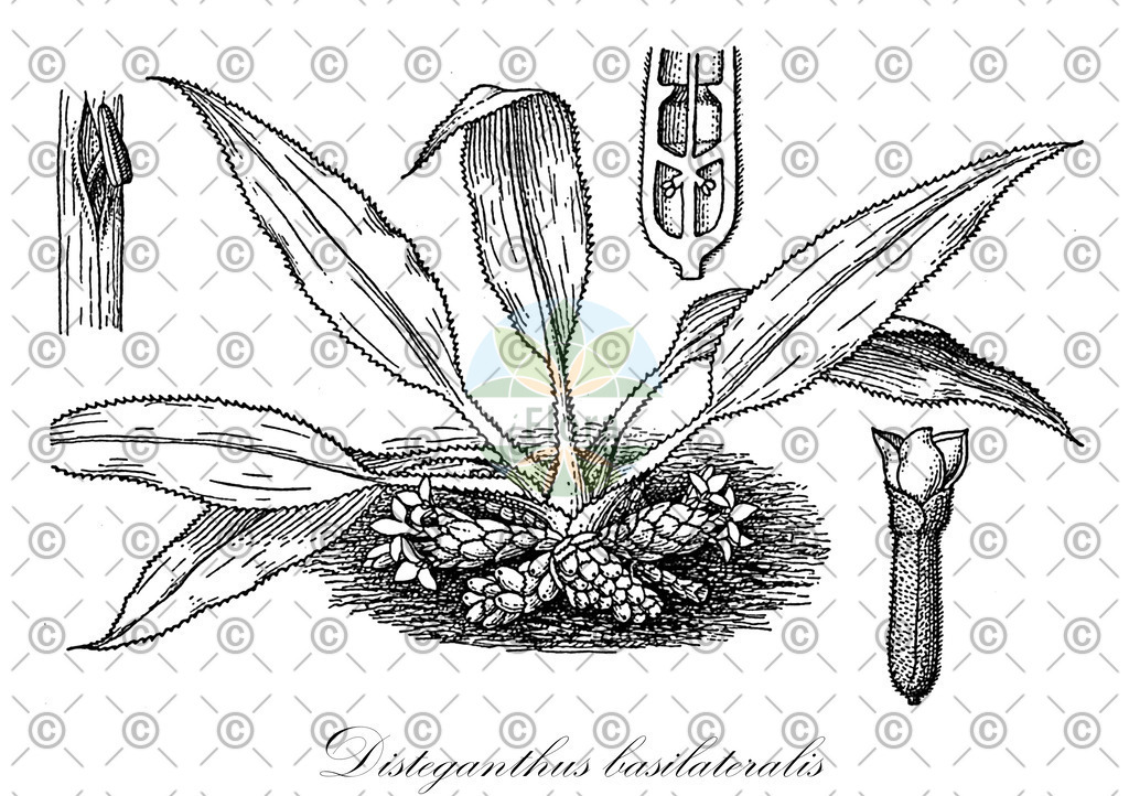 HistAbb_wfo-0001282179_1_ENZY_Simple | Historische Abbildung von Disteganthus basilateralis - Bromeliaceae | Historical Illustration of Disteganthus basilateralis - Bromeliaceae