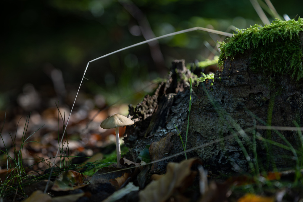 Boten des Herbstes | Aus den Wäldern rund um Wismar in Mecklenburg-Vorpommern. - Realisiert mit Pictrs.com